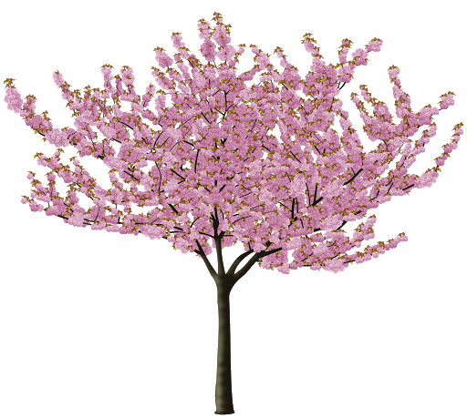 Download PNG image - Japanese Spring Blossom Flower Transparent PNG 