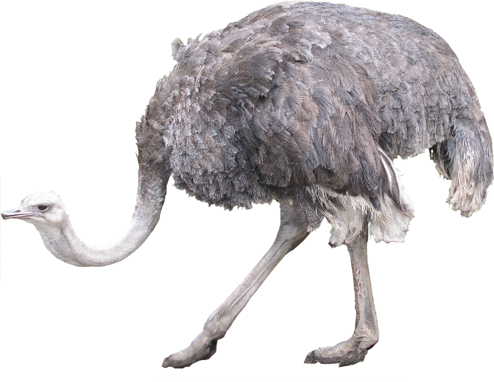Download PNG image - Ostrich Transparent PNG 