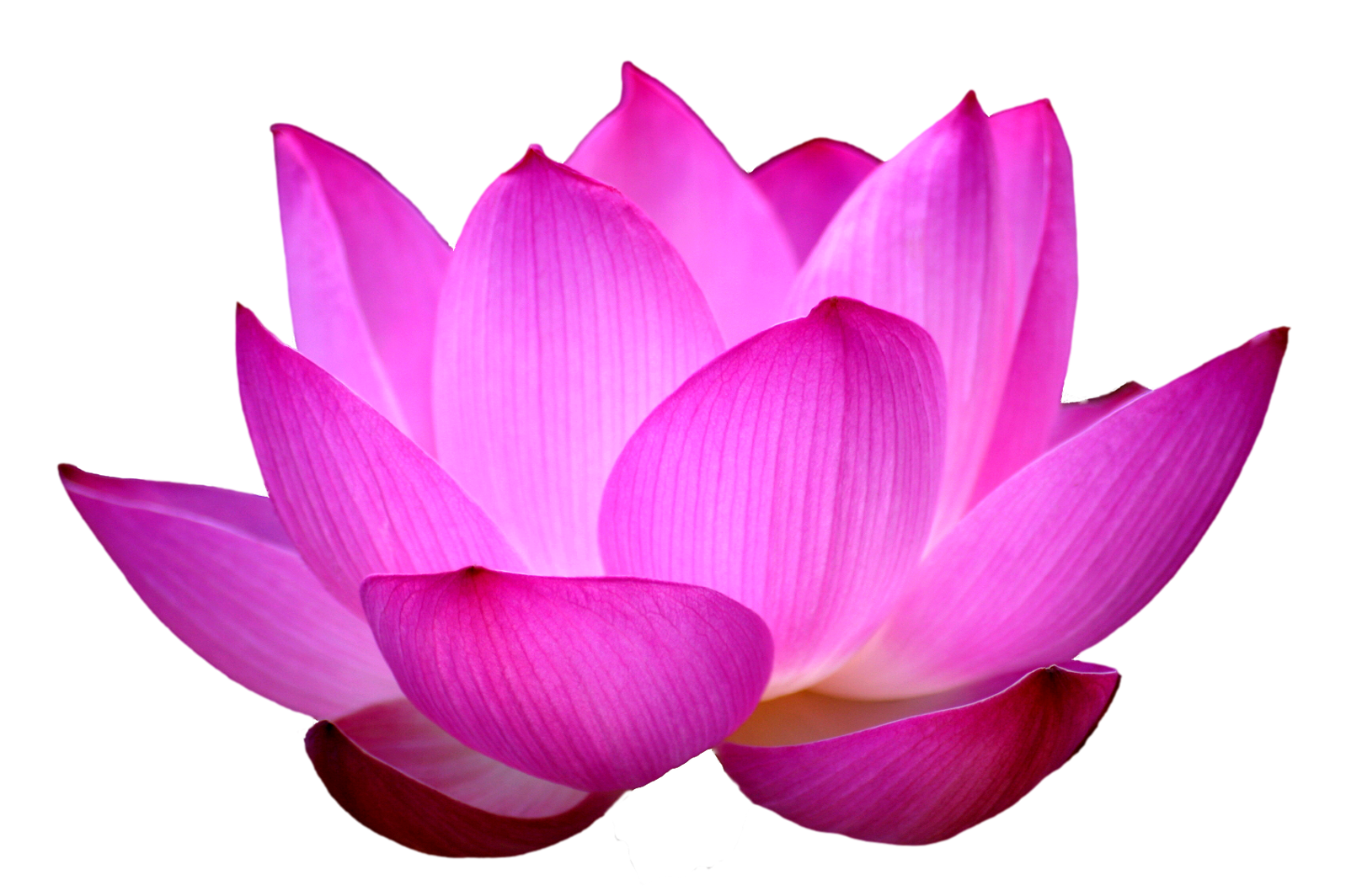 Download PNG image - Purple Lotus Flower PNG Clipart 