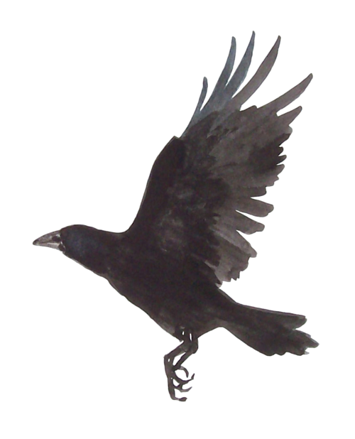Download PNG image - Raven PNG Picture 