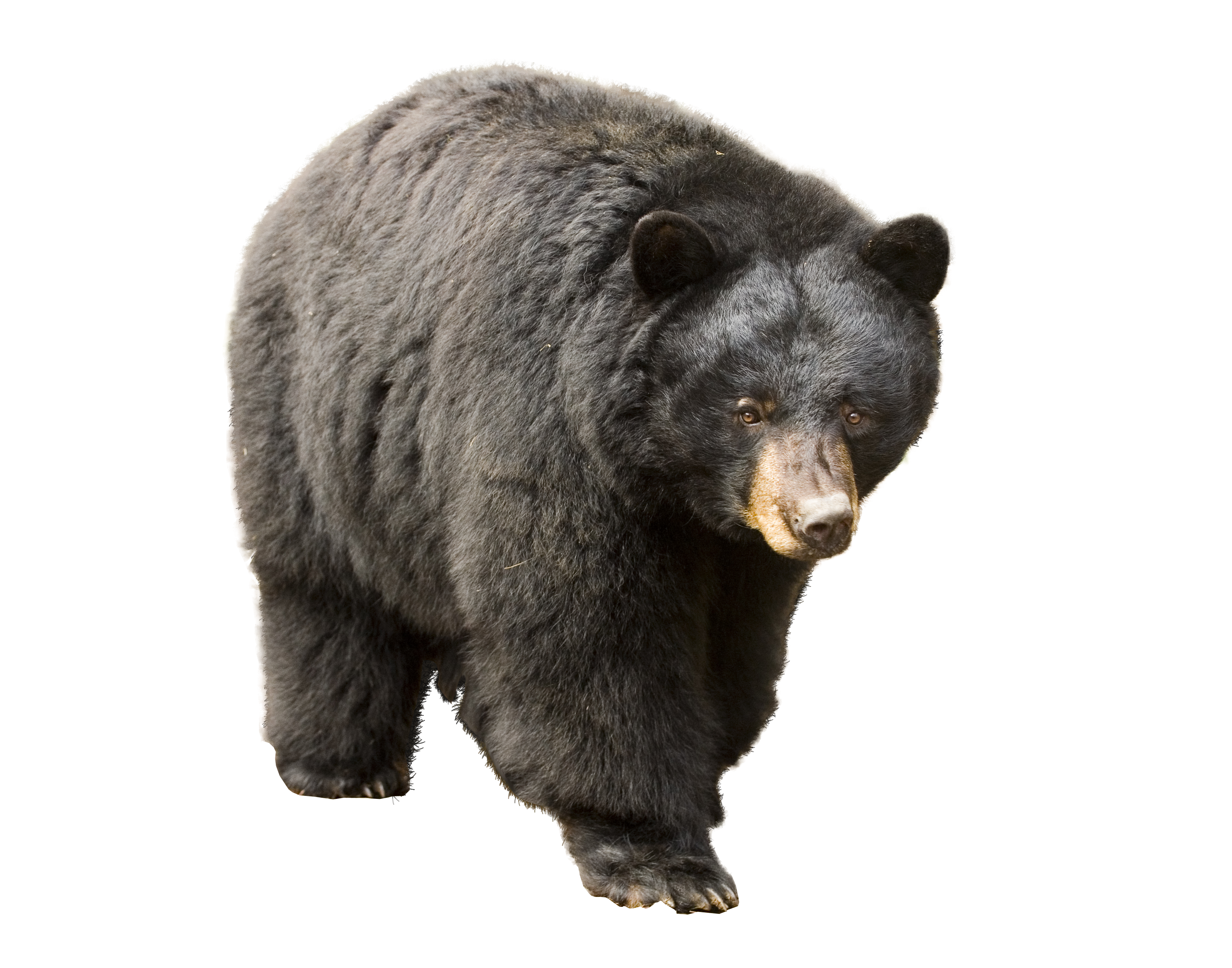Download PNG image - Real Bear Wild PNG 