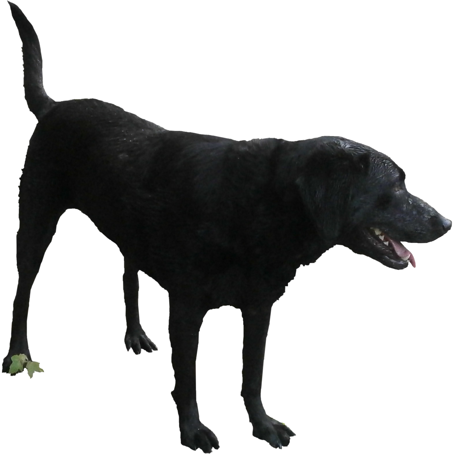 Download PNG image - Standing Black Labrador Dog Transparent PNG 