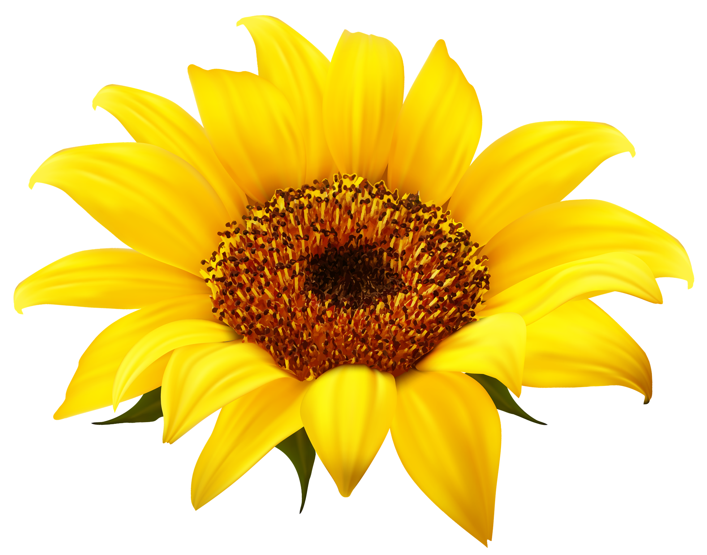 Download PNG image - Sunflower PNG Clipart 