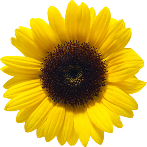 Download PNG image - Sunflower PNG File 