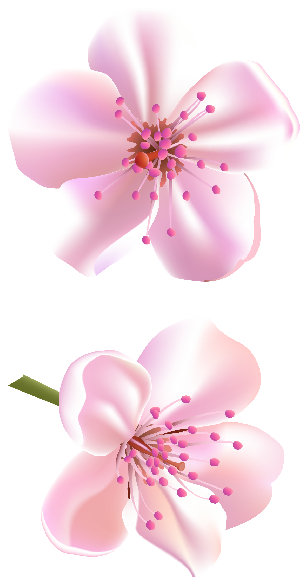 Download PNG image - Vector Blossom Flower Transparent PNG 