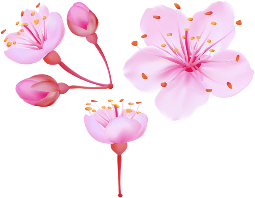 Download PNG image - Vector Cherry Blossom Flower Transparent PNG 