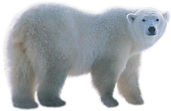 Download PNG image - White Polar Real Bear PNG 