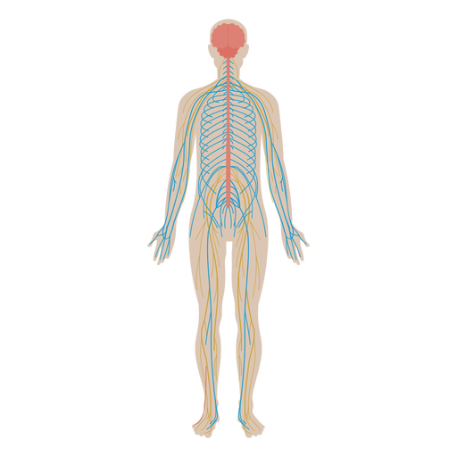 Download PNG image - Anatomy PNG Pic 