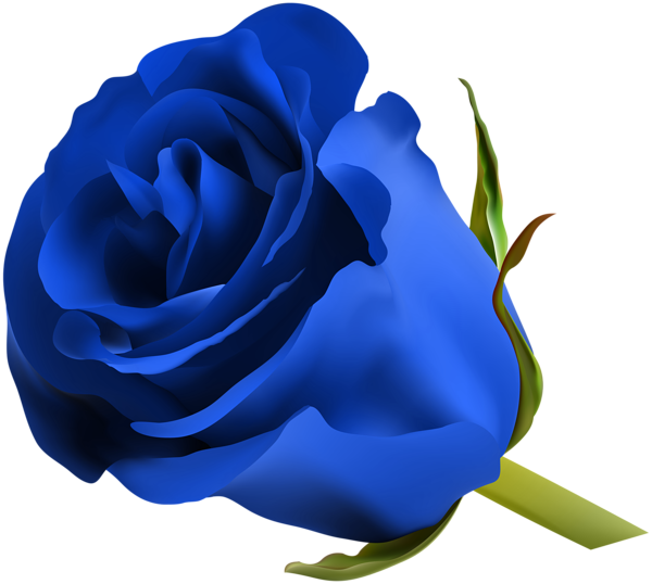 Download PNG image - Blue Tulip PNG HD 