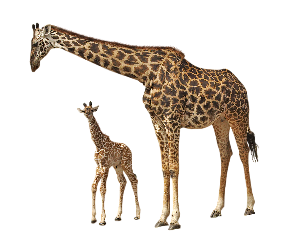 Download PNG image - Giraffe PNG Transparent Image 