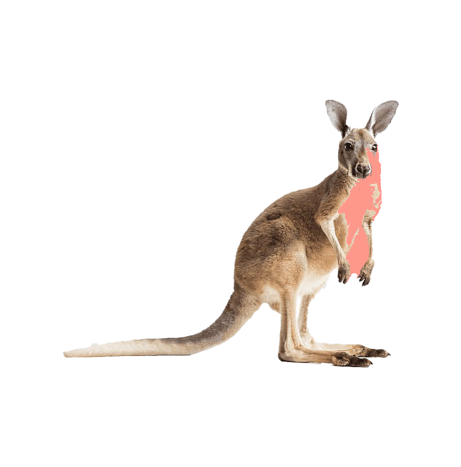 Download PNG image - Kangaroo Wallaby PNG Transparent 