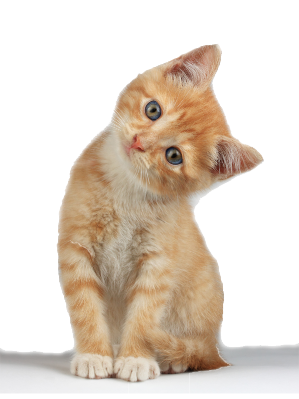 Download PNG image - Kitten PNG Clipart 