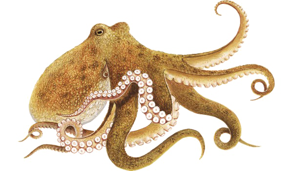 Download PNG image - Octopus PNG Picture 