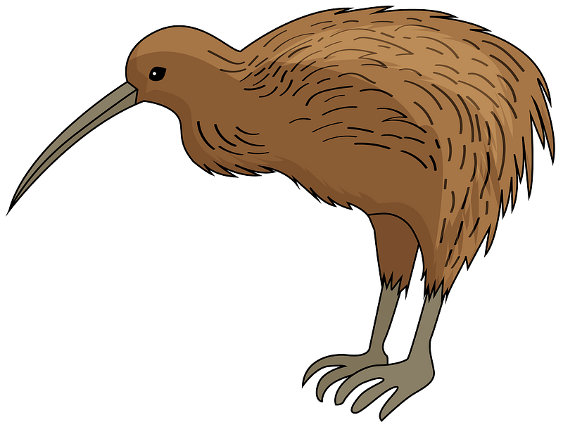 Download PNG image - Wild Kiwi Bird PNG Clipart 