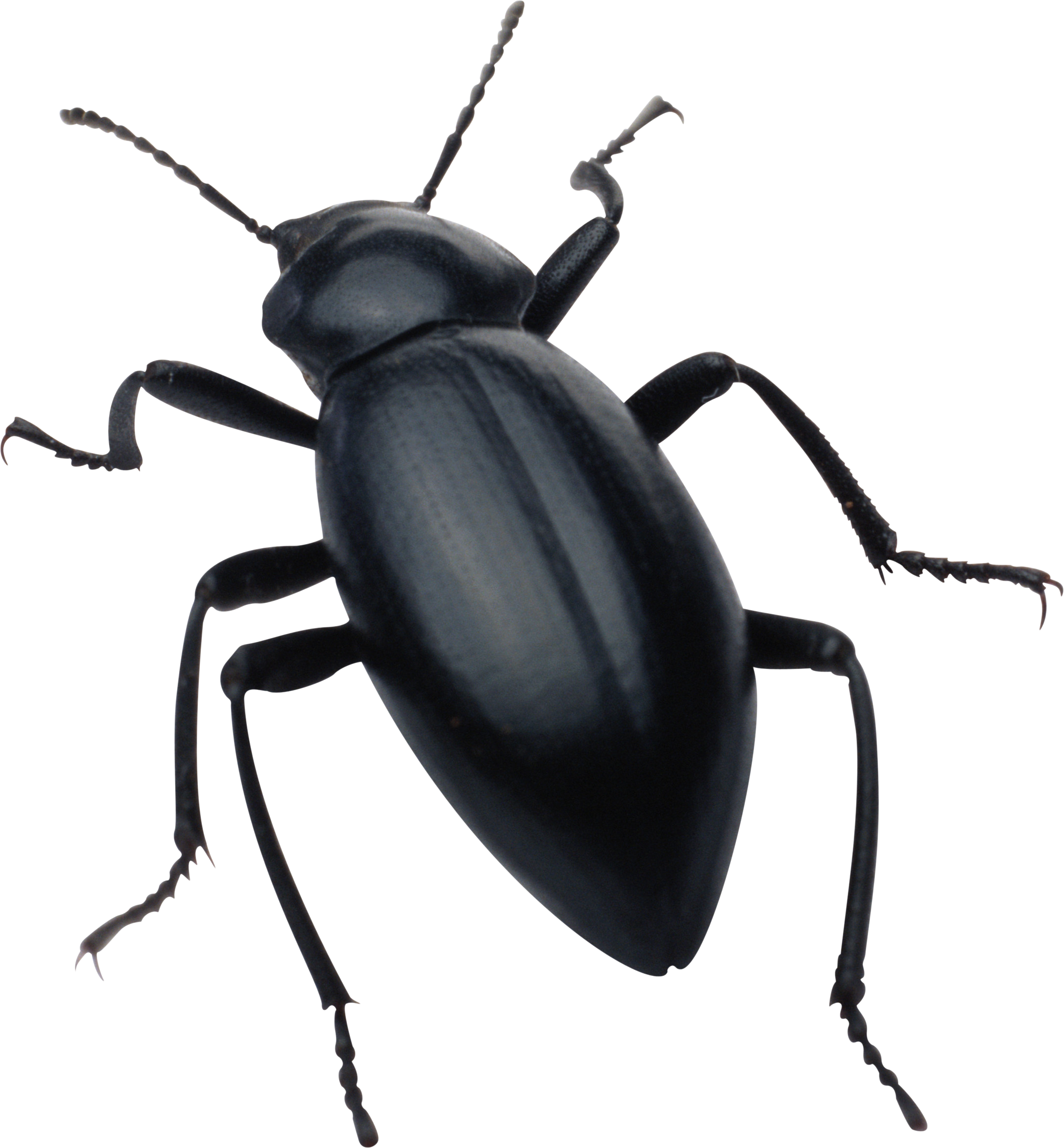 Download PNG image - Black Beetle PNG 