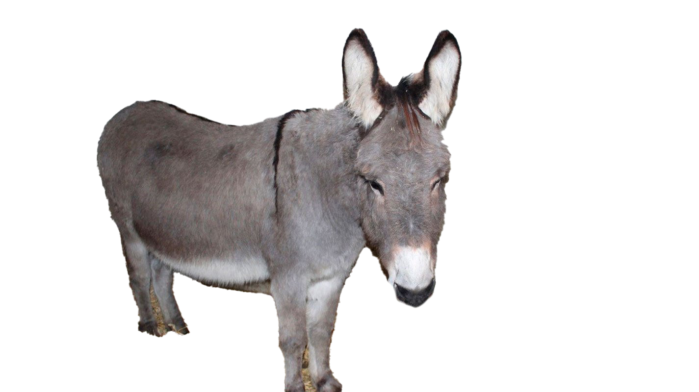 Download PNG image - Donkey PNG Transparent Image 
