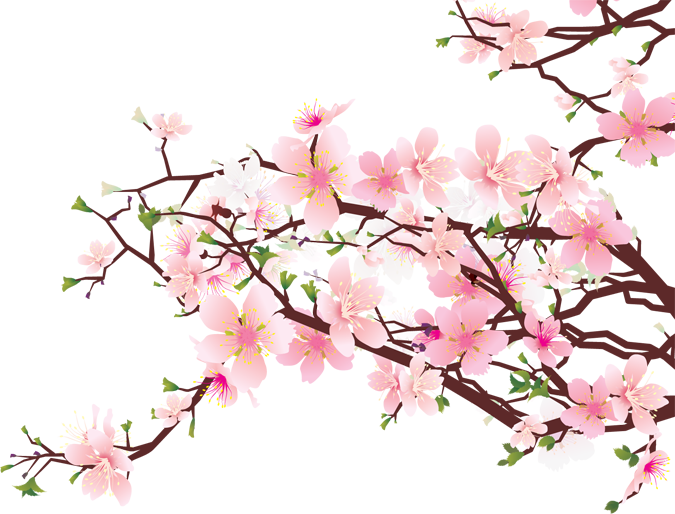 Download PNG image - Japanese Flowering Cherry PNG Clipart 