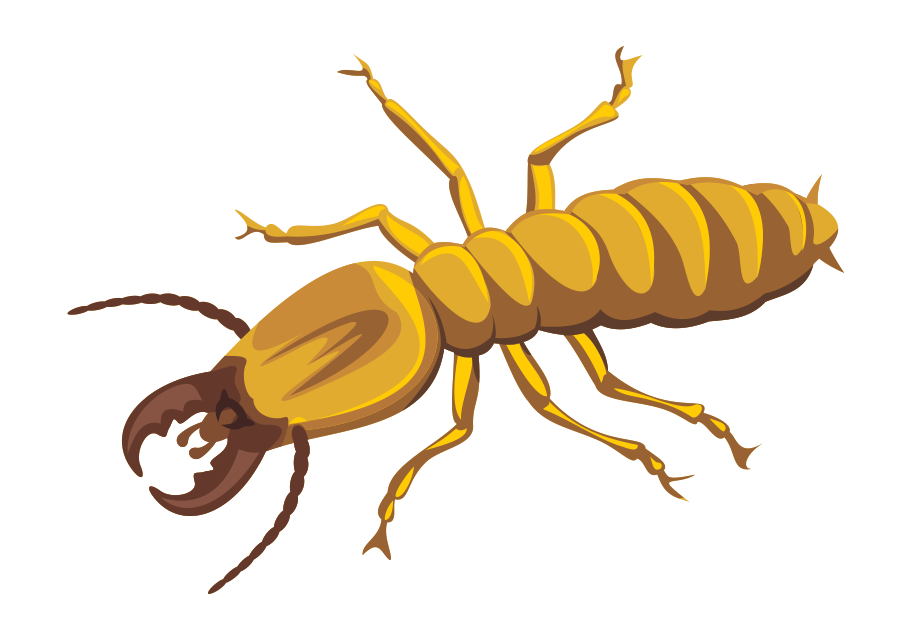 Download PNG image - Termite PNG Photos 