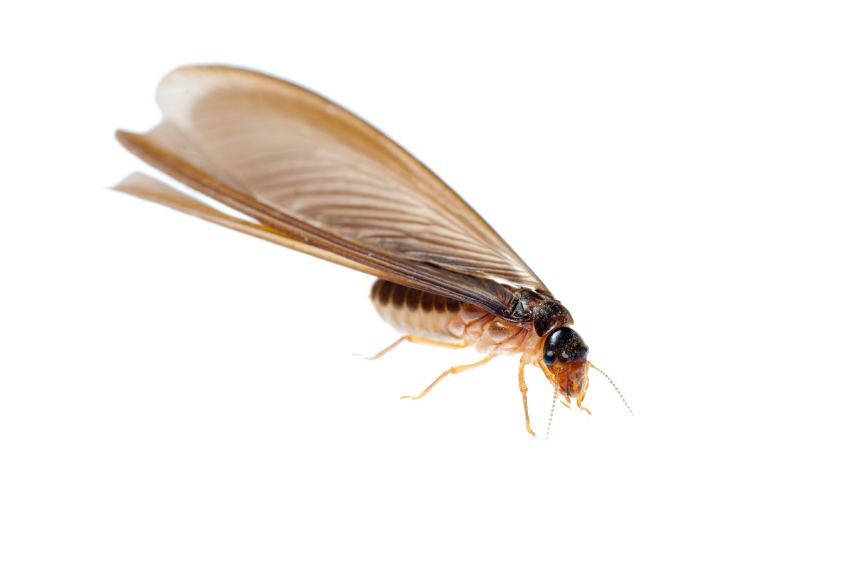 Download PNG image - Termite PNG Transparent Image 