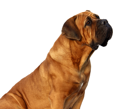 Download PNG image - Boxer Dog Adult PNG 