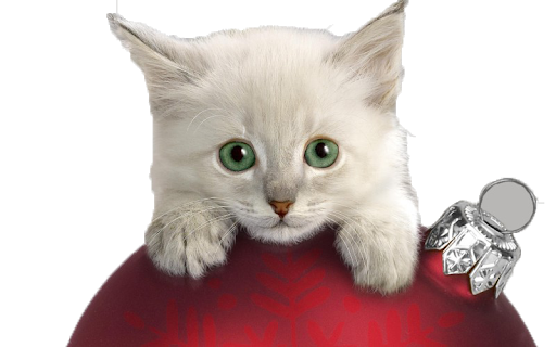 Download PNG image - Cat Christmas PNG File 