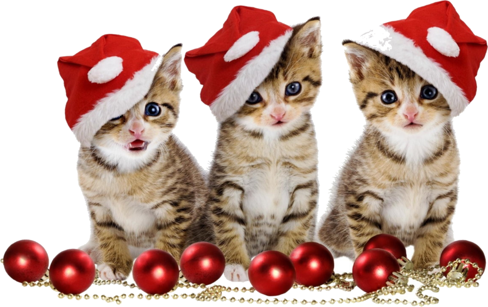 Download PNG image - Christmas Kitten PNG Image 