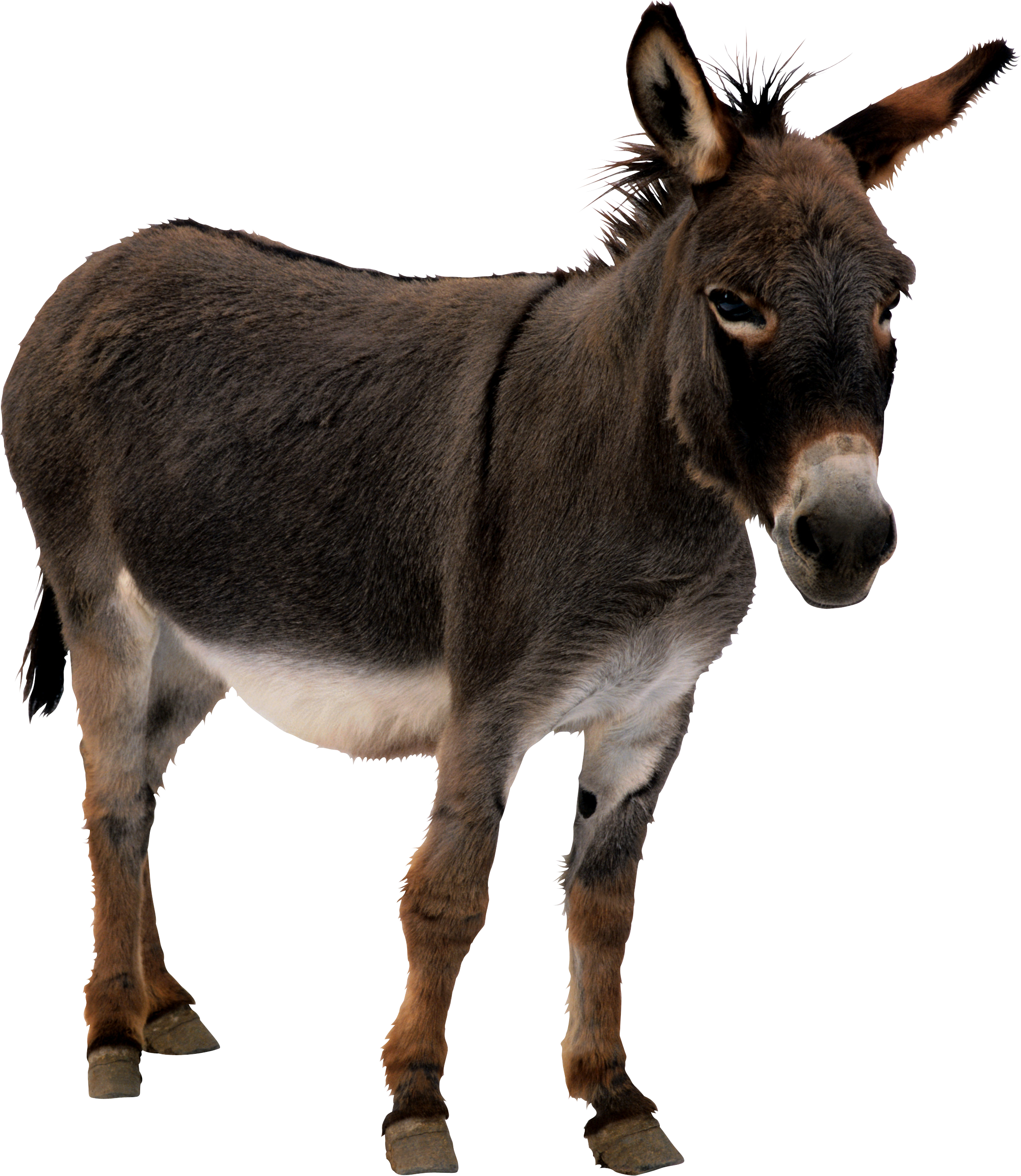 Download PNG image - Donkey Mule Transparent PNG 