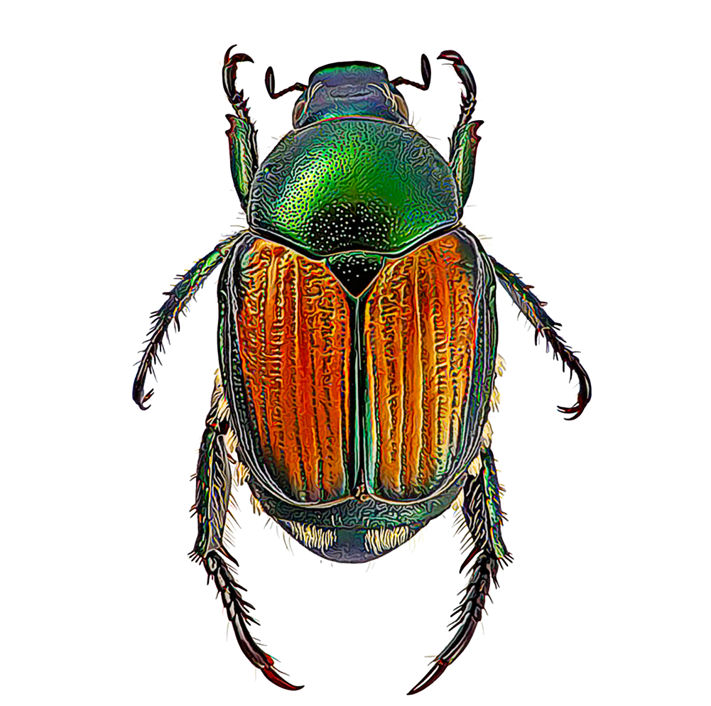 Download PNG image - Green Beetle Transparent PNG 