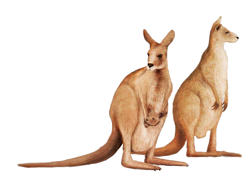 Download PNG image - Kangaroo Wallaby Transparent Background 