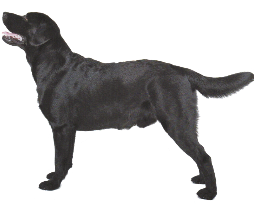 Download PNG image - Retriever Black Labrador Dog Transparent PNG 