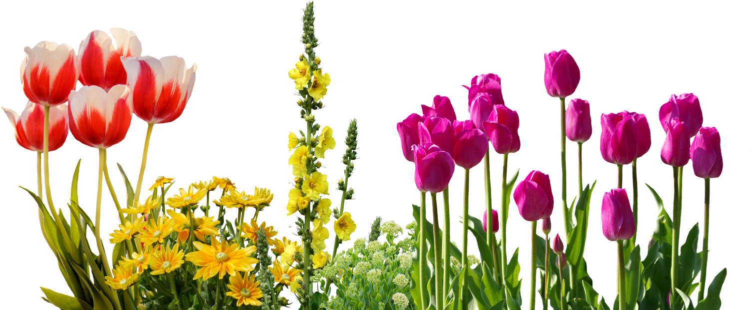 Download PNG image - Summer Spring Flower PNG HD 