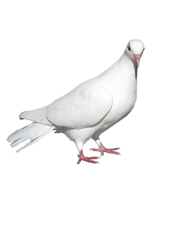 Download PNG image - White Pigeon Dove Transparent Background 
