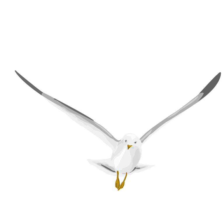 Download PNG image - White Pigeon PNG Photos 