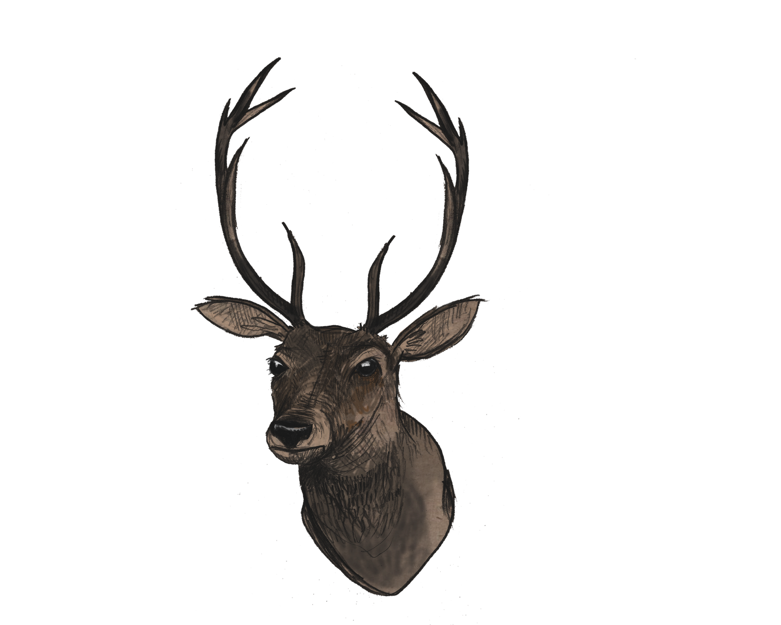 Download PNG image - Deer Head PNG File 