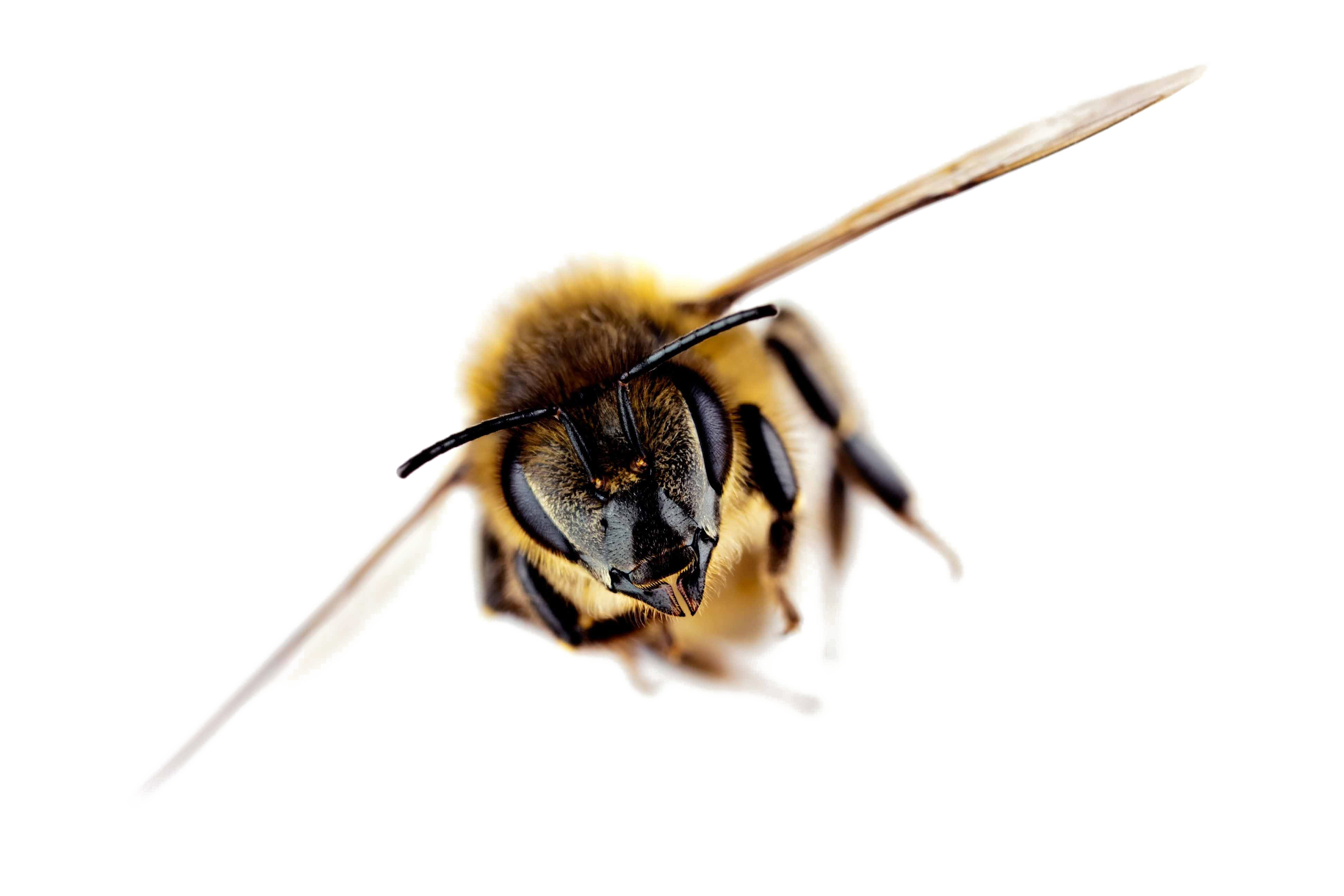 Download PNG image - Flying Honey Bee PNG Photos 