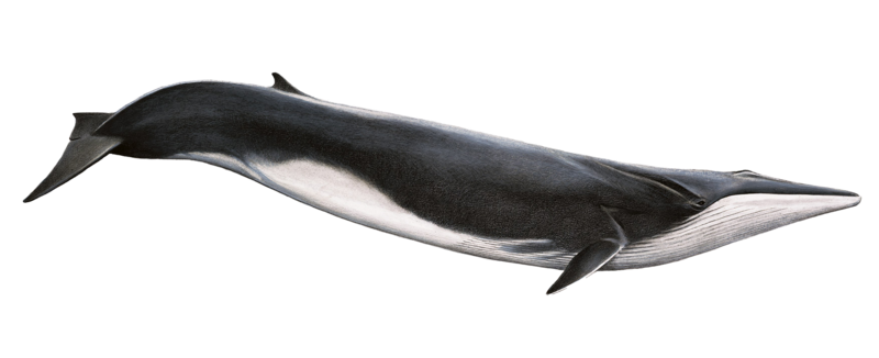 Download PNG image - Blue Whale Transparent Background 