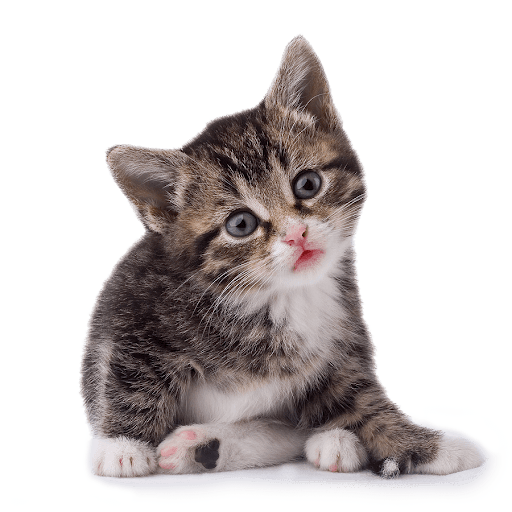Download PNG image - Cute Kitten Transparent PNG 