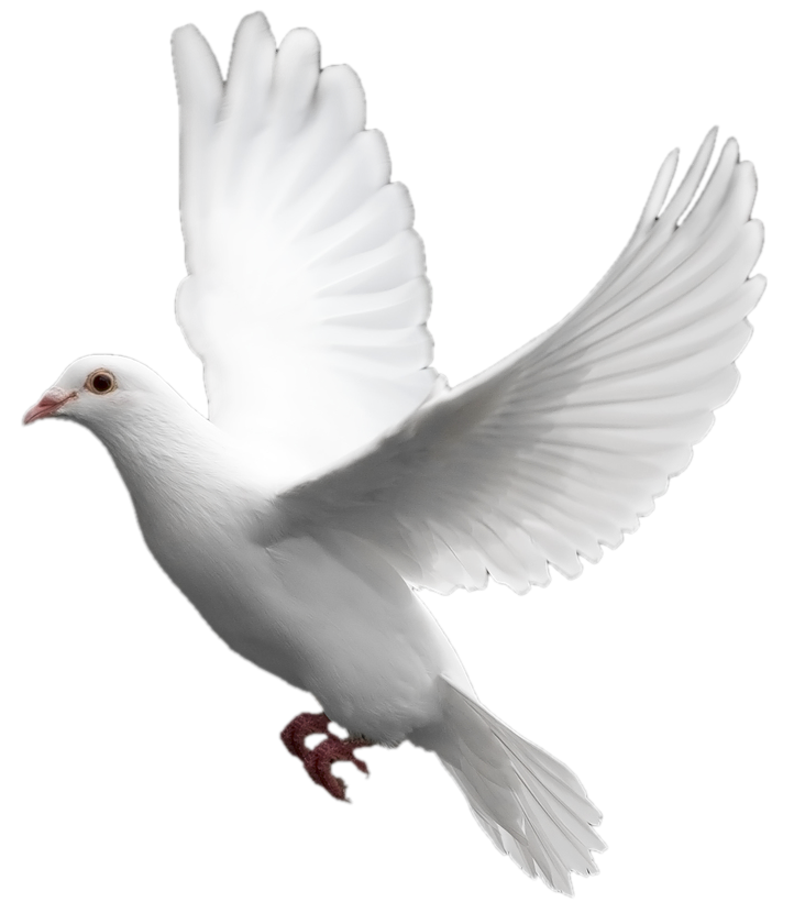 Download PNG image - White Columbidae Pigeon PNG Transparent Image 