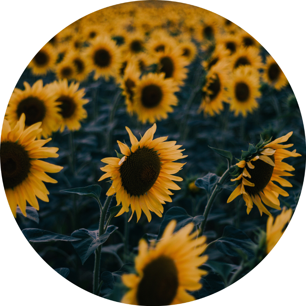 Download PNG image - Aesthetic Sunflower PNG HD 