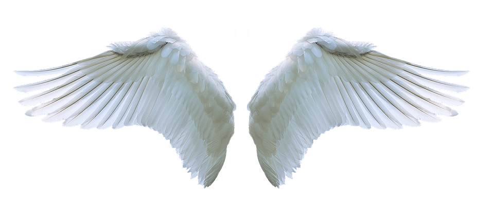 Download PNG image - Angels Wing PNG HD 