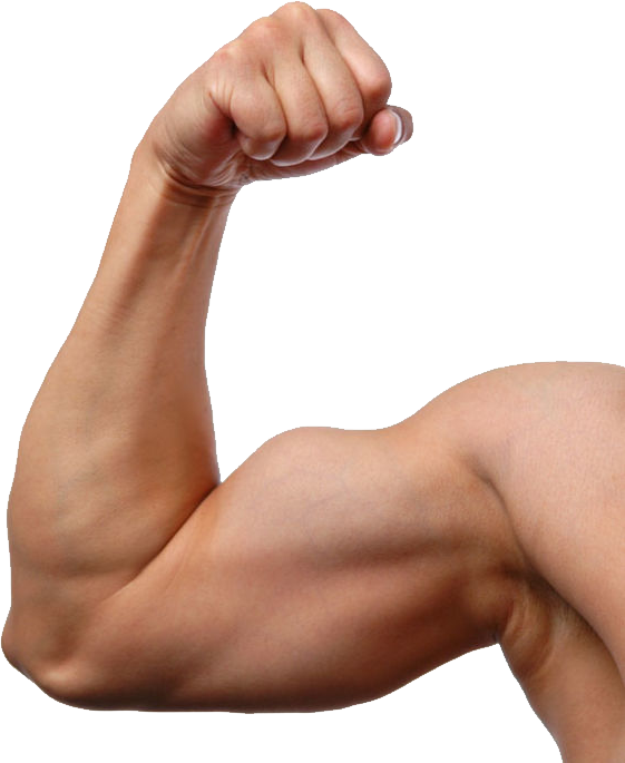 Download PNG image - Biceps Muscle PNG Pic 