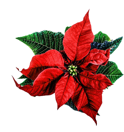 Download PNG image - Christmas Poinsettia PNG Free Download 