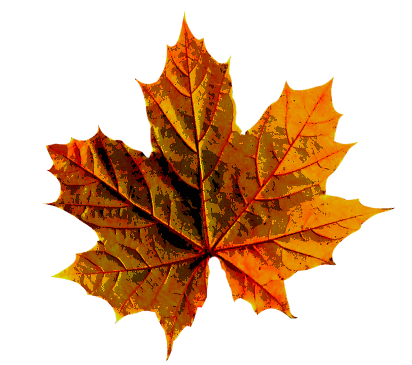 Download PNG image - Golden Autumn Leaf PNG Clipart 