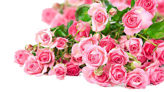 Download PNG image - Light Pink Rose Flower Bunch Transparent PNG 