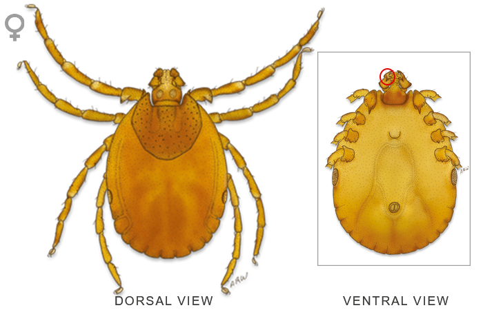 Download PNG image - Tick Insect PNG File 