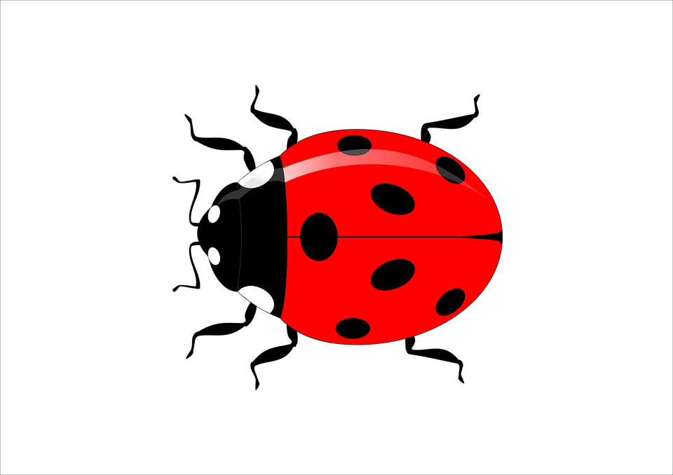 Download PNG image - Vector Ladybug Insect Transparent Background 