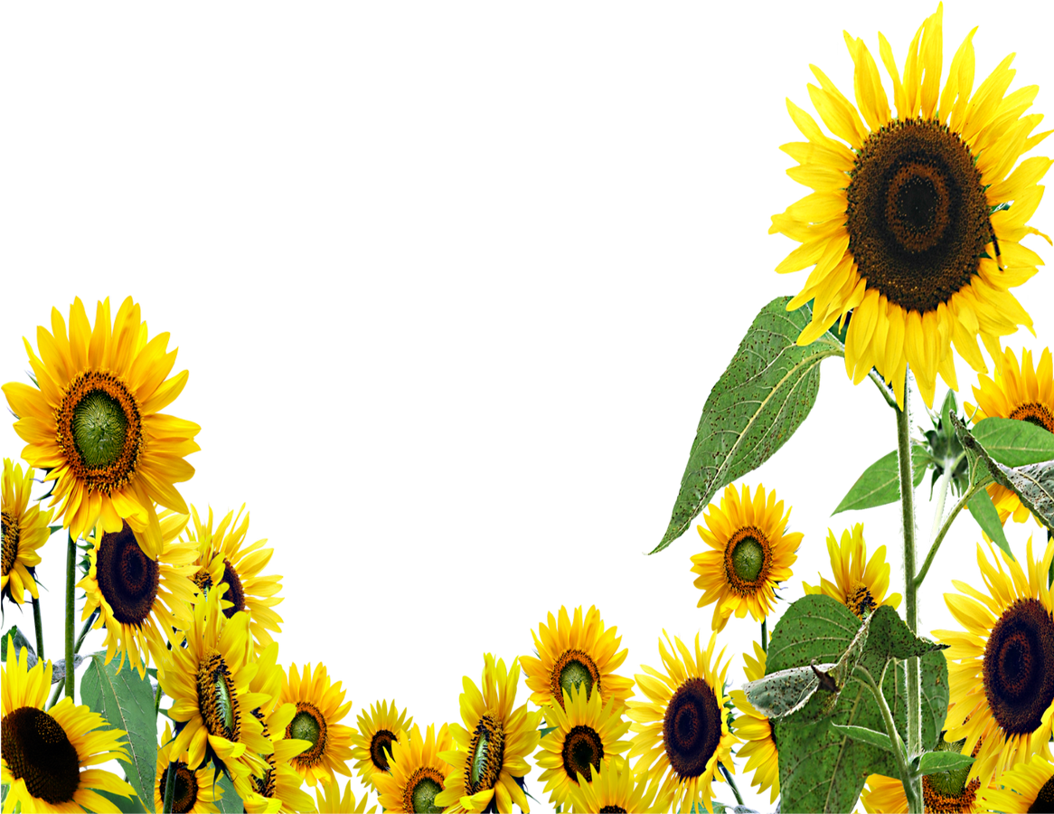 Download PNG image - Aesthetic Sunflower PNG Isolated Free Download 