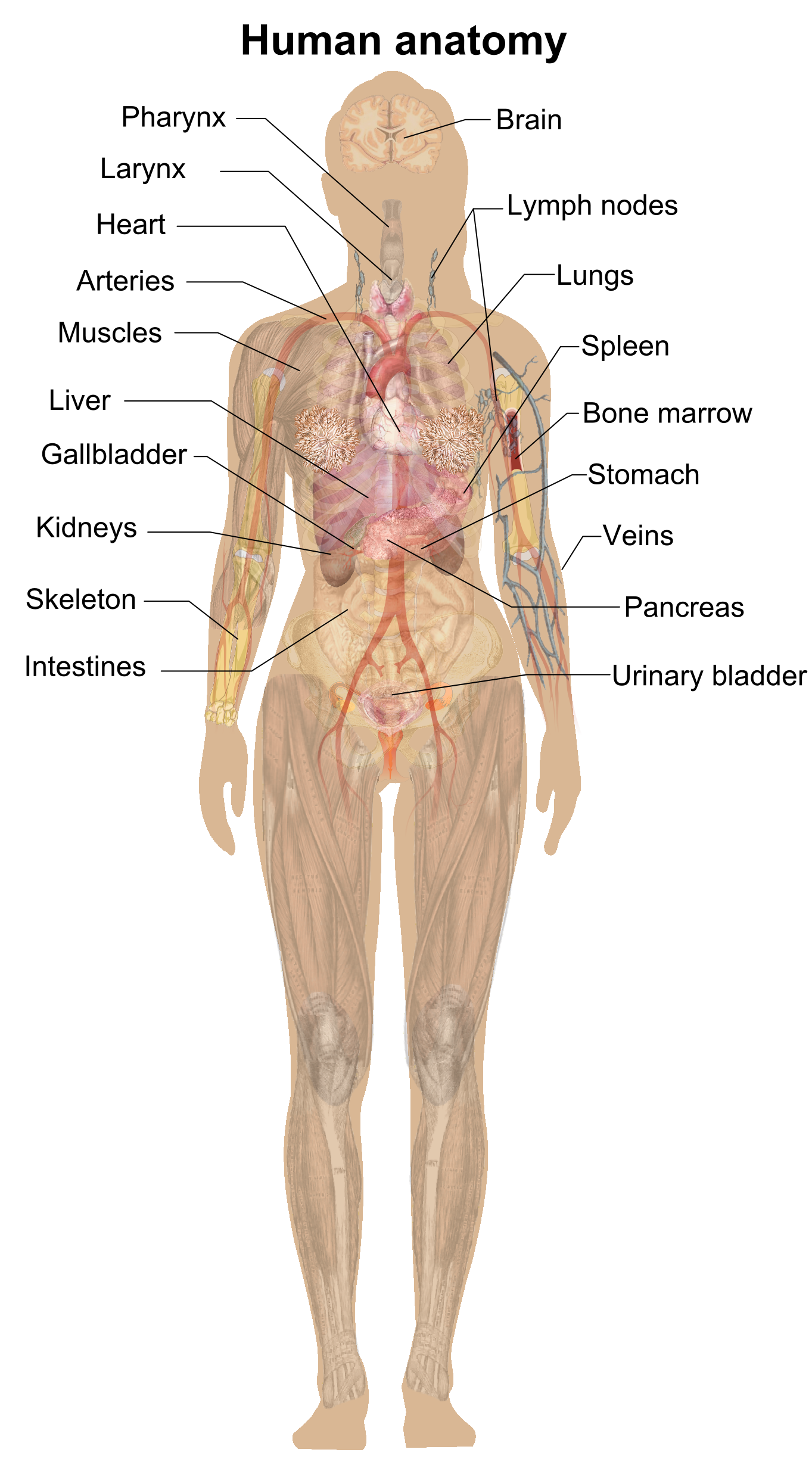 Download PNG image - Anatomy PNG Isolated HD 