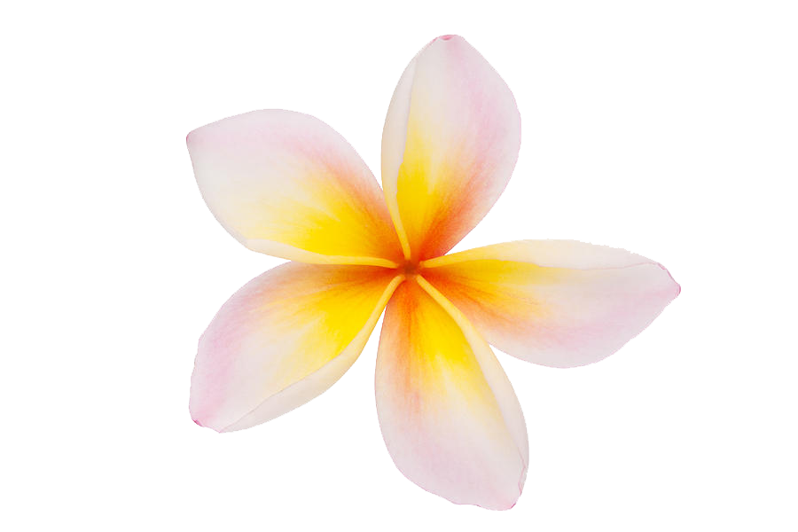 Download PNG image - Frangipani White Flower PNG Image 
