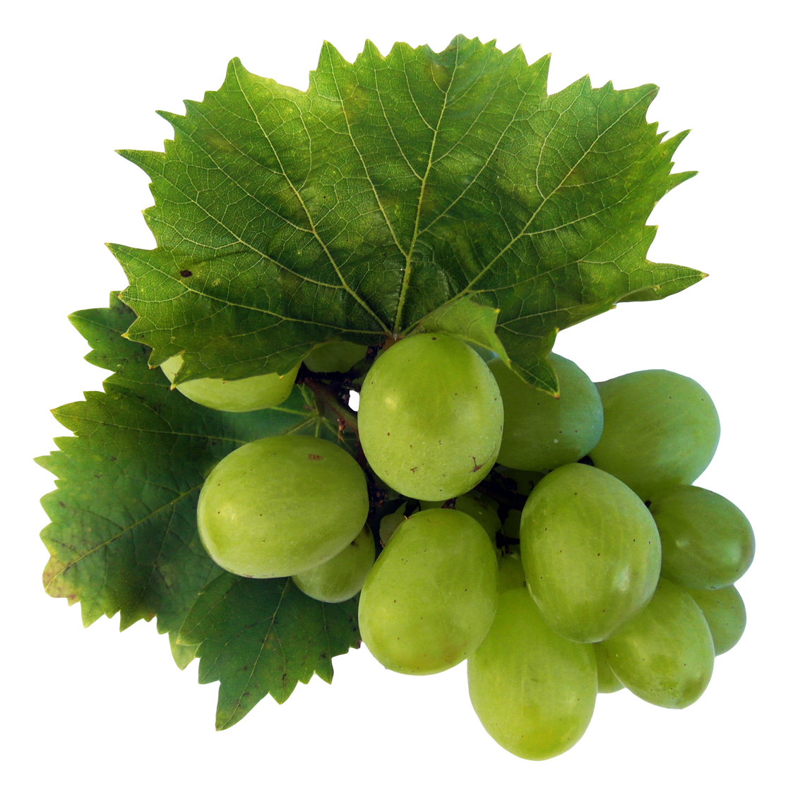Download PNG image - Fresh Green Grapes Transparent PNG 